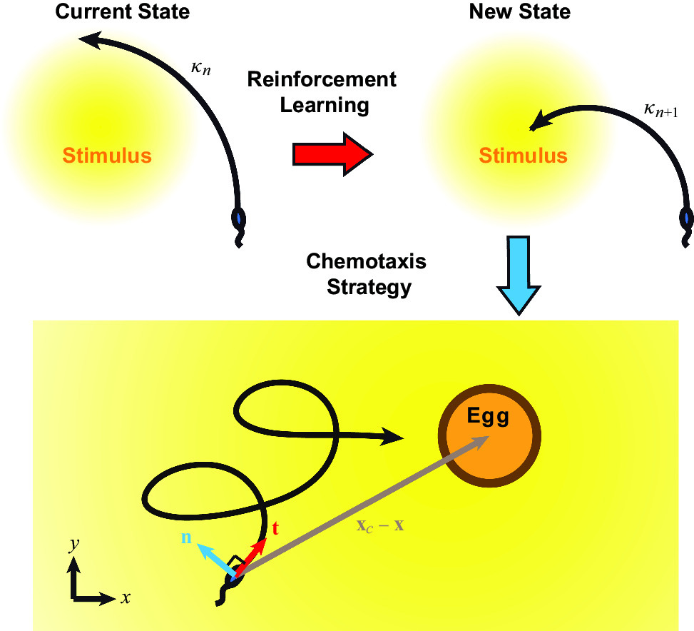 Graphical abstract