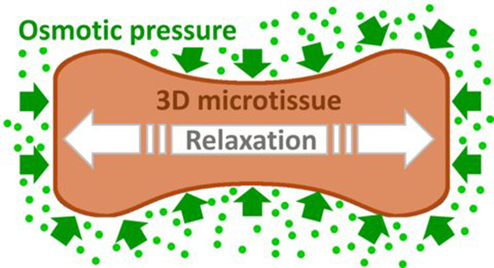 Graphical abstract