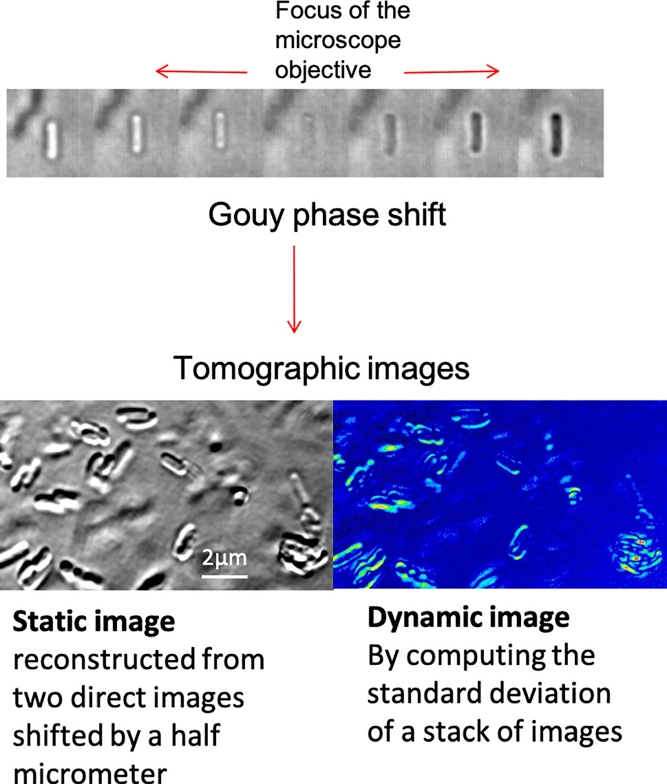 Graphical abstract